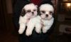 Eve Akc Female And Male 	shih Tzu Puppies For Sale