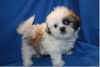 Two Shih Tzu Puppies Available
