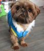Lovely Male/Female Shih Tzu puppies