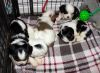 Shih Tzu Male And Female Puppies Akc Registered