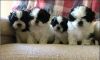Shih tzu puppies ready
