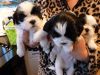 Akc Registered Shih Tzu Puppies For Adoption