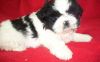 I Have 4 Males Shih Tzu Puppies For Sale