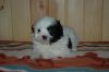 Lovely shih tzu puppies for adoption