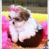 Beautiful Imperial Shih Tzu Puppies For Adoption