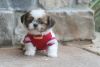 Stunning Shih Tzu Pups For Sale