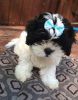 Adorable Shih-poo Puppies for Sale