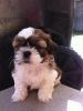 Shih Tzu Puppies - Very Sweet And Lovely*