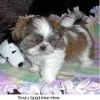 affectionate shih tzu pups now available