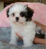 Cute Lovely Shih Tzu Puppies Available