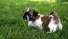 ******lovely Shih Tzu Puppies For