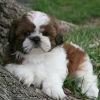 Teddy Shih-tzu Pups For Adoption. Text -xxxxxxxxxx