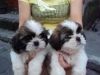 bundle of fun shih-tzu pups for adoption..
