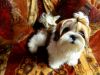 shih tzu puppys for sell with kci paper
