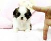 Premium Teacup Shih Tzu Puppies For New Homes