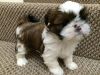 Affectionate Shih Tzu Puppies Ready To Go