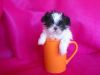 It Is Sold !!! Tea Cup Chinese Imperial Shih Tzu