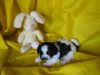Imperial Shih Tzu Male-ckc-for Mothe's Day