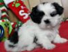 Teacup Shih tzu Puppies for good home