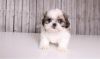 Affectionate Shih Tzu Puppies For New Homes