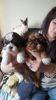 Kc Reg Shih Tzu Puppies