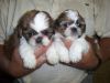 Beautiful Purebred Shih Tzu Puppies