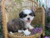 These adorable Shih-Tzu puppies