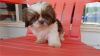 male and female Shih-Ttzu Puppies now available