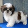 Awesome males and females shih tzu puppies