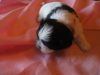 Milly,shih Tzu Female,5 Weeks Old, Ckc, Pure Breed