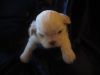 Peter,male Shih Tzu,, 5 Weeks Old, Pure Breed, Ckc