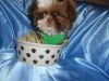 Toy Shihtzu Puppies 8wks nonshed
