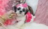Cute shih Tzu Puppies For sale