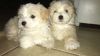 Shih tzu Maltese puppies