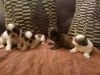 Adorable Full Breed Shih-Tzu Puppies for Sale!!!