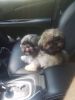 Shih tzu puppies now available