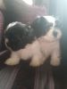 Shih Tzu puppies for sale,