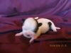 Super cute CKC Shih Tzy puppy female,pure blood line-for Christmas!!!