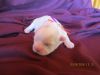 Snow ball CKC Shih Tzu female Puppy,pure blood line-for Christmas