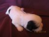 AIKO,beautiful male puppy CKC Shih Tzu,home raised, just for Christmas
