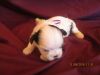 RUBI,CKC Shih Tzu female puppy,pure breed, Just for Christmas !!!