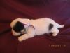 AIKO,CKC Shih Tzu male puppy,pure blood line,Just for Christmas !!!