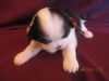 TAYLOR,CKC Shih Tzu male puppy,pure blood line,Just for Christmas !!