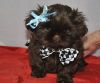 Stunning Tiny Shih-Tzu Puppies Boys And Girls Ready To Go Now