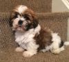 Here is our litter of stunning shih tzu puppies,