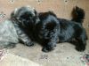 4x Shihtzu Female Puppies For Sale,only 2 Left