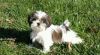 Home Raised Male and Female Shih Tzu Puppies