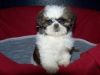 Shih Tzu Puppy Tiny AKC for Sale