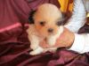 RUBI, a precious CKC Shih Tzu puppy female, rehome from 12/10 to 12/15