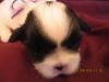 DAKOTA,a beautiful puppy male Shih Tzum registered in CKC, home raised